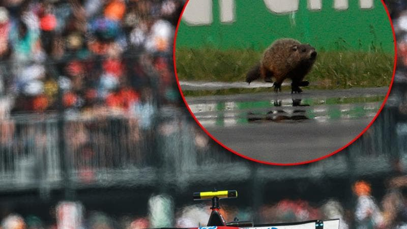 Lewis Hamilton sembrava destinato a una gara di vertice nel Gran Premio del Canada 2025, ma un incontro ravvicinato con una marmotta ha compromesso ogni possibilità di podio.
